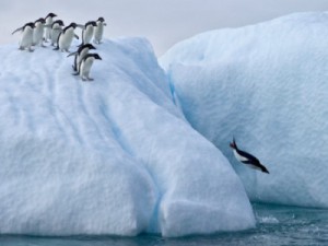 ファーストペンギン