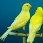 あさが来た｜あさの蔵野炭鉱に鳥（カナリア）がいる理由が凄かった！